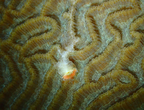 Bristle Worm - Floriprotis sabiuraensis Tanjung Lampy, Lembeh.

Quoting a few facts from this article (https://www.researchgate.net/publication/257649459_Occurrence_Formation_and_Function_of_Organic_Sheets_in_the_Mineral_Tube_Structures_of_Serpulidae_Polychaeta_Annelida):
Serpulids are marine polychaete tubeworms that dwell in all latitudinal and depth zones of the ocean. They are the only polychaete tubeworms with exclusively calcareous tubes. Serpulids are important calcifiers, especially in the
temperate seas where they construct small reefs. They are vulnerable to the ongoing modern ocean acidification.
These worms have the most advanced biomineralization system among the annelids. Serpulids can build tubes of aragonite, calcite or a mixture of both of these minerals. Their skeletal microstructures are similar to those found in a variety of invertebrate phyla and are comparable to those of cnidarians and arthropods in diversity. 
Serpulid tubes contain both soluble (in EDTA) and insoluble organic matrices. The major components of the soluble
organic matrix are carboxylated and sulfated polysaccharides. Minority components of the soluble organic matrix are various amino acids, such as aspartic acid, glutamic acid, glycine and proline. Tanur et al. Their organic sheet structures may also contain polysaccharides. Sulfated and carboxylated polysaccharides have been found to influence the process of biomineralization. 
 Bristle Worm Floriprotis,Floriprotis sabiuraensis,Geotagged,Indonesia,Spring