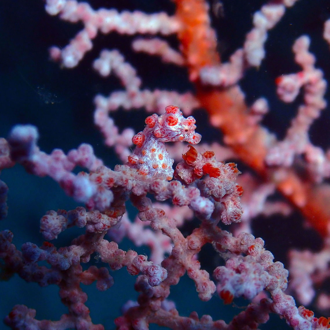 Pygmy Seahorse (Hippocampus bargibanti) Tanjung Lampy, Lembeh.<br />
My first decent picture of one of the prettiest seahorse species of the planet. I had seen them already in Cabilao, Philippines but back then my camera flooded and broke just at the moment of making a pic of them. So this was a pending on my list :-)<br />
Here a few extra facts of this tiny beauty:<br />
<a href="https://www.arkive.org/pygmy-seahorse/hippocampus-bargibanti/" rel="nofollow">https://www.arkive.org/pygmy-seahorse/hippocampus-bargibanti/</a> Geotagged,Hippocampus bargibanti,Indonesia,Pygmy seahorse,Spring