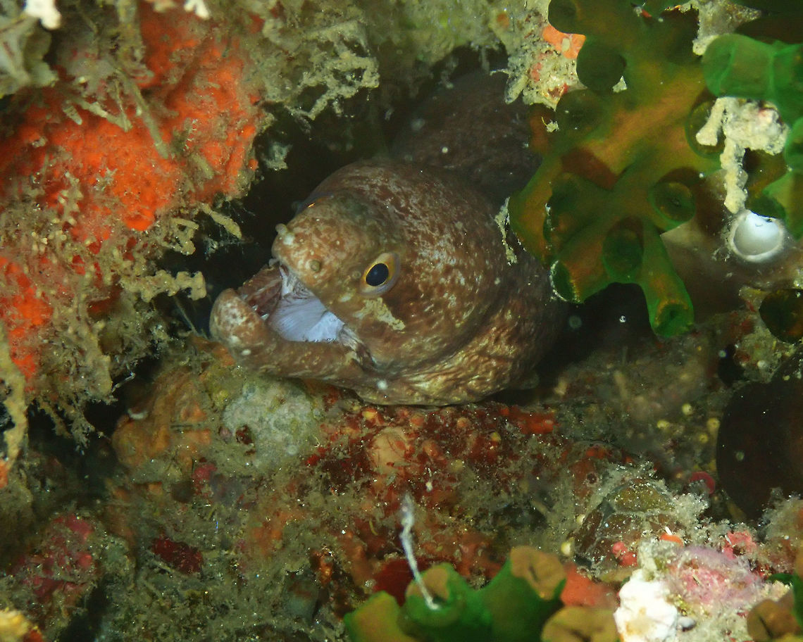 Barred-fin moray (Gymnothorax zonipectis) Tanjung Lampy, Lembeh. Barred-fin moray,Geotagged,Gymnothorax zonipectis,Indonesia,Spring