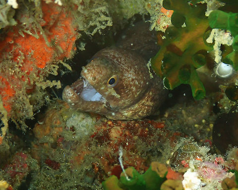 Barred-fin moray (Gymnothorax zonipectis) Tanjung Lampy, Lembeh. Barred-fin moray,Geotagged,Gymnothorax zonipectis,Indonesia,Spring
