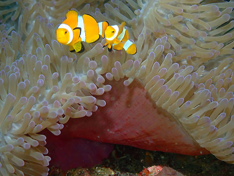 Ocellaris Clownfish (Amphiprion ocellaris) Tanjung Lampy, Lembeh. Amphiprion ocellaris,Geotagged,Indonesia,Ocellaris Clownfish,Spring