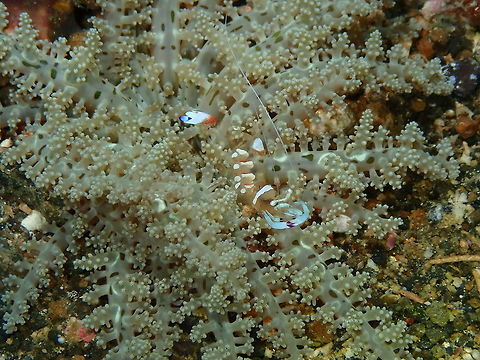 Magnificent Cleaner Shrimp (Ancylomenes magnificus) Tanjung Lampy, Lembeh. Ancylomenes magnificus,Geotagged,Indonesia,Magnificent Anemone Shrimp,Spring