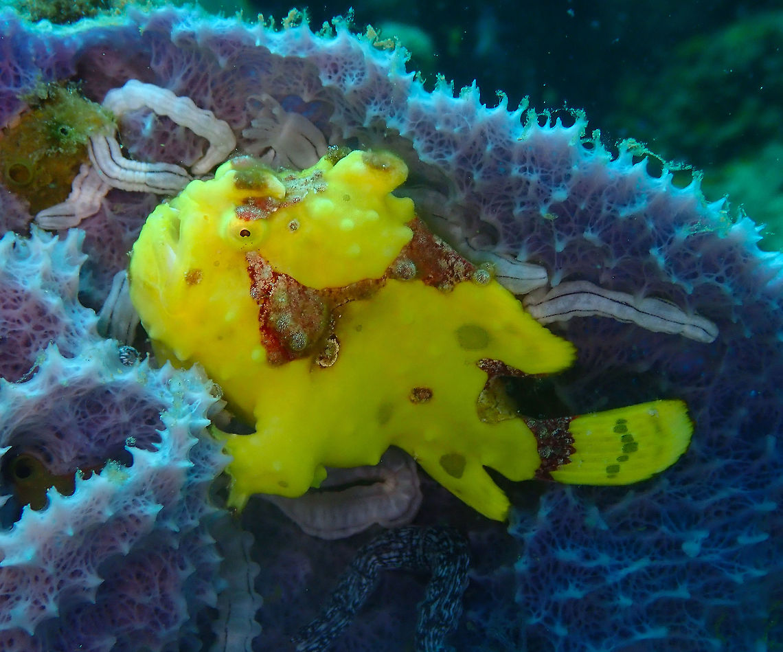 Warty frogfish  (Antennarius maculatus) Tanjung Lampy, Lembeh. Antennarius maculatus,Clown frogfish,Geotagged,Indonesia,Spring