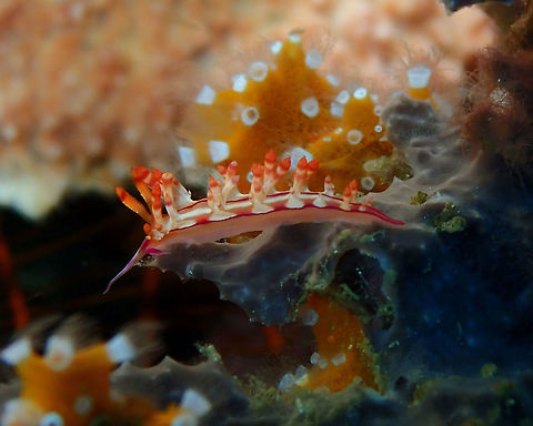 Flabellina rubrolineata Tanjung Lampy, Lembeh. Flabellina rubrolineata,Geotagged,Indonesia,Red-lined flabellina,Spring