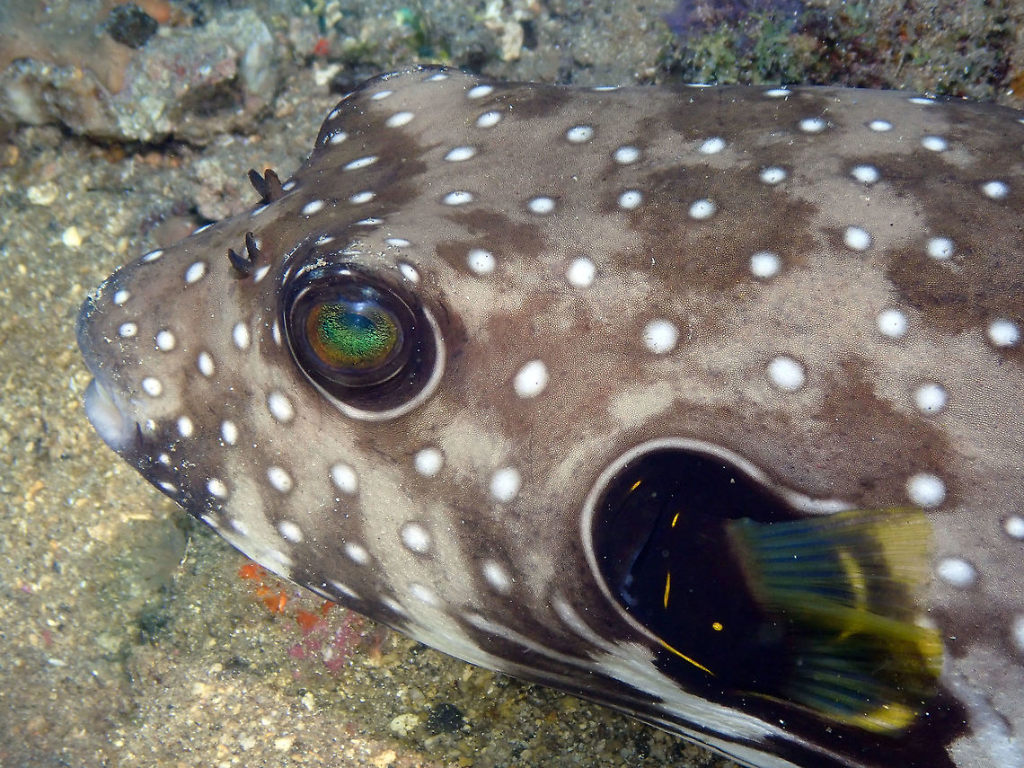 White-spotted puffer (Arothron hispidus) Tanjung Lampy, Lembeh.<br />
This one was as curious of me as I was of him/her. They are normally quite calm and nonchalant creatures :-) Arothron hispidus,Geotagged,Indonesia,Spring,White-spotted puffer