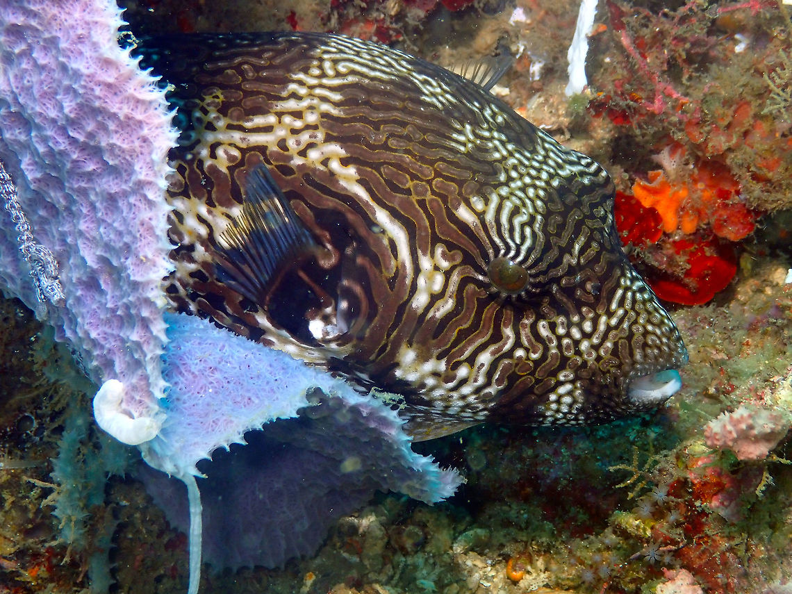 Map Puffer (Arothron mappa) Tanjung Lampy, Lembeh.<br />
Another puffer just chilling out. Arothron mappa,Geotagged,Indonesia,Map puffer,Spring
