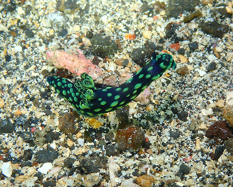 Nembrotha cristata Tanjung Lampy, Lembeh. Crested Nembrotha,Geotagged,Indonesia,Nembrotha cristata,Spring