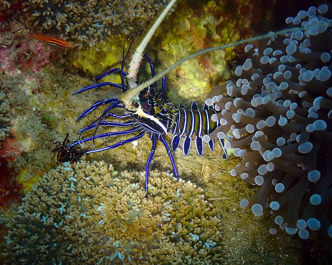 Panulirus versicolor Tanjung Lampy, Lembeh. Blue spiny lobster,Geotagged,Indonesia,Panulirus versicolor,Spring