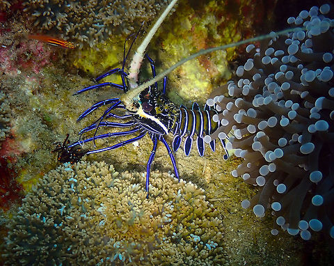 Panulirus versicolor Tanjung Lampy, Lembeh. Blue spiny lobster,Geotagged,Indonesia,Panulirus versicolor,Spring