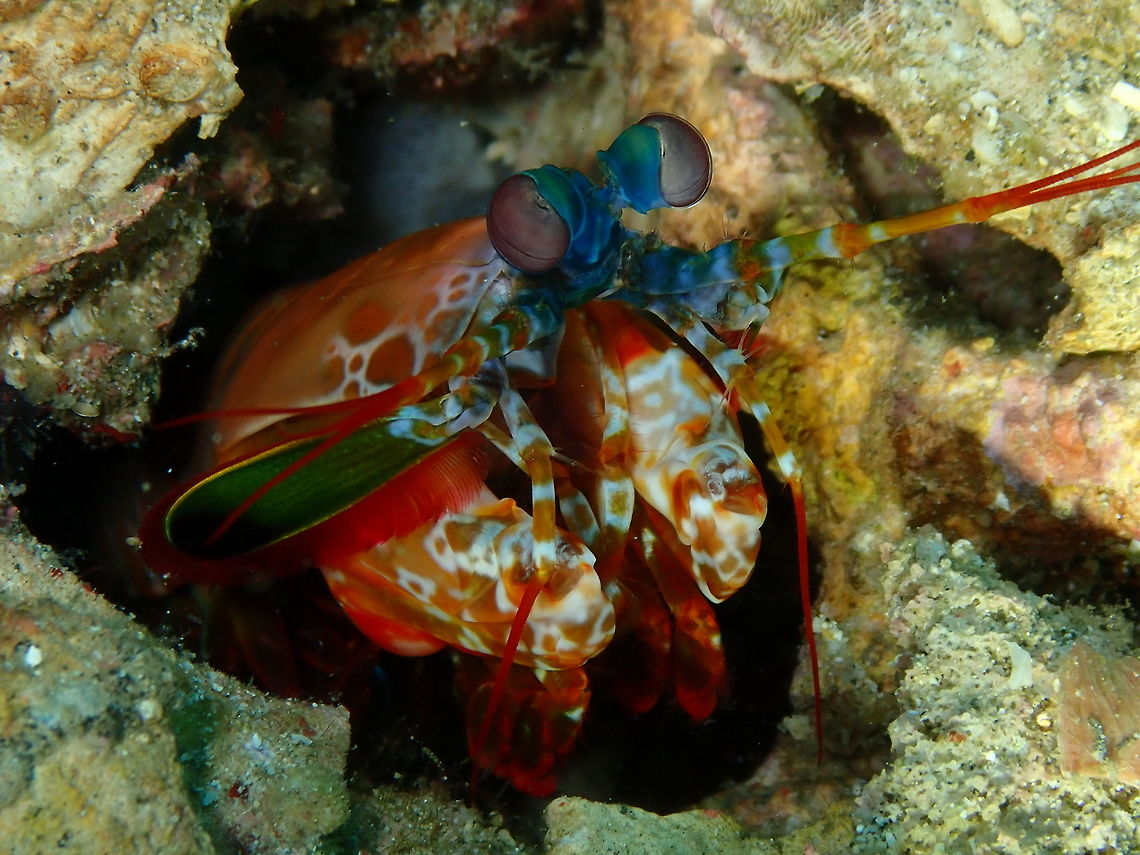 Mantis Shrimp does not know which way to look at! Tanjung Lampy, Lembeh. Odontodactylus scyllarus,Peacock mantis shrimp