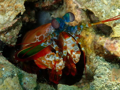 Mantis Shrimp does not know which way to look at! Tanjung Lampy, Lembeh. Odontodactylus scyllarus,Peacock mantis shrimp