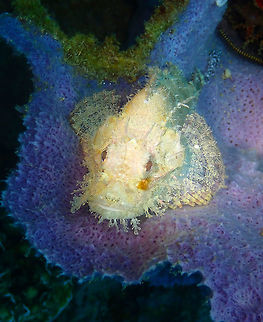 Scorpaenopsis_papuensis Tanjung Lampy, Lembeh.
Scorpionfishes are difficult to properly ID just based on coloration as they can change it to mimic the environment. 
I think is S. papuensis based on the long cirri above eyes and the large facial skin appendages that are typical in young specimens of this species. The ID is open to debate. Geotagged,Indonesia,Scorpaenopsis papuensis,Spring