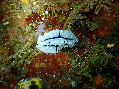 Phyllidiopsis shireenae  Geotagged,Indonesia,Phyllidiopsis shireenae,Shireen's Phyllidiopsis,Spring
