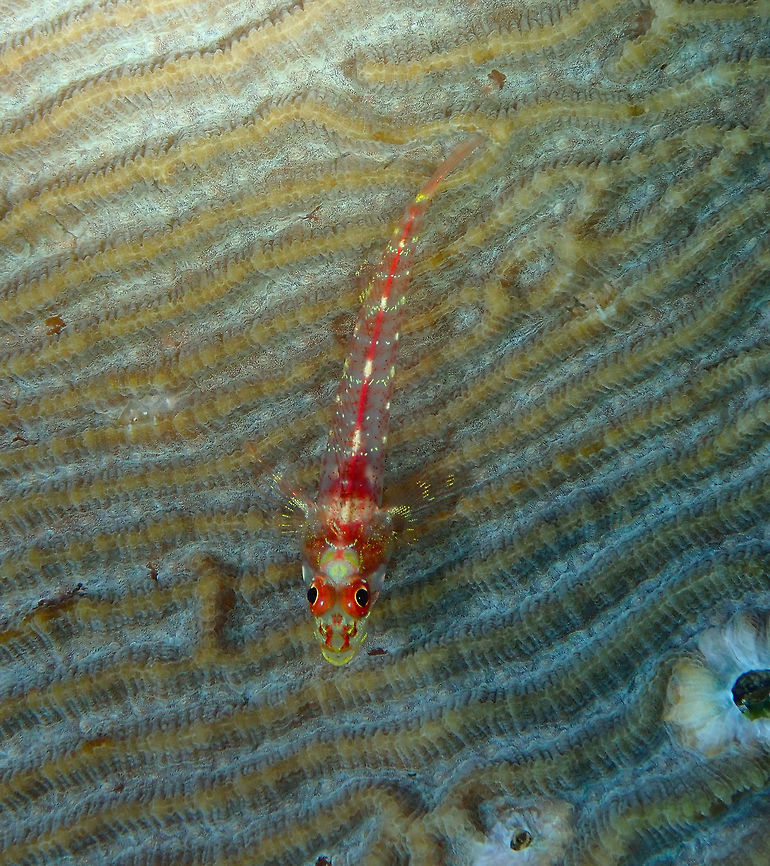Largemouth triplefin (Ucla xenogrammus) Tanjung Lampy, Lembeh. Geotagged,Indonesia,Largemouth triplefin,Spring,Ucla xenogrammus