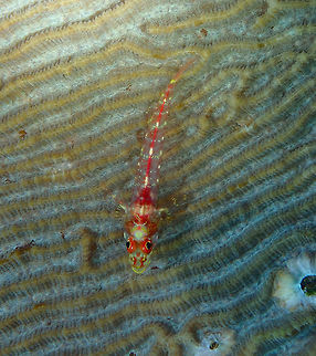 Largemouth triplefin (Ucla xenogrammus) Tanjung Lampy, Lembeh. Geotagged,Indonesia,Largemouth triplefin,Spring,Ucla xenogrammus