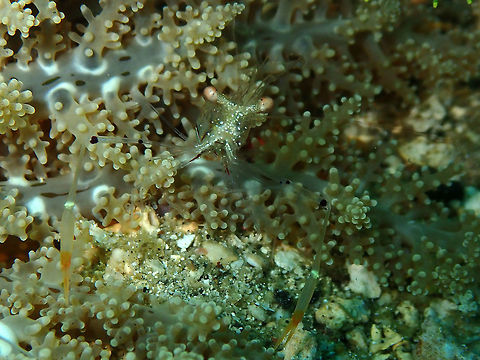 My name is Cuapetes and I don't have a last name yet. Tanjung Lampy, Lembeh Cuapetes,Geotagged,Indonesia,Spring