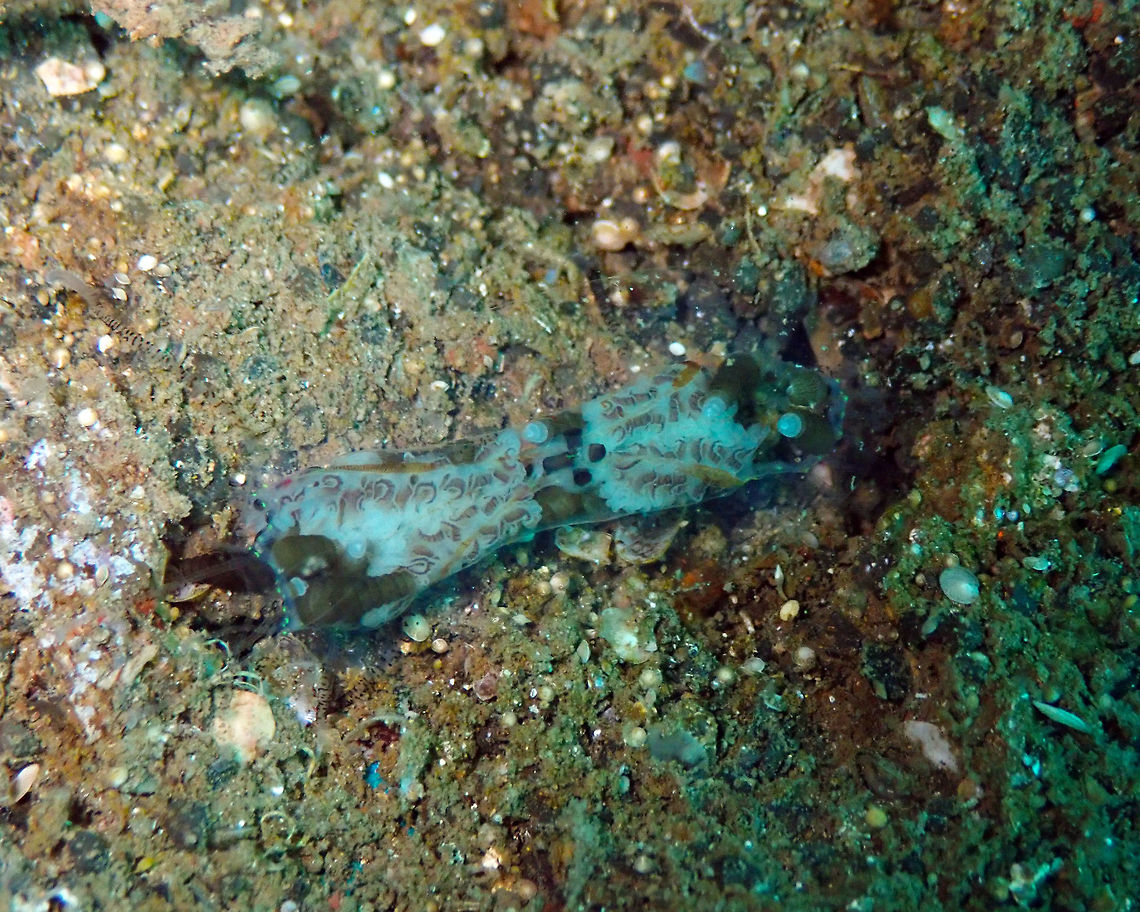 Cigar Jellyfish (Olindias phosphorica) Madidir III, Lembeh.<br />
I had no idea this could be a jelly until I posted in a Facebook group ID Please (Marine Creature Identification). Then someone told me it was this jelly and I was still skeptic until I did my search online and I saw these:<br />
(<a href="https://www.diverosa.com/Raja_Ampat/IRA-008" rel="nofollow">https://www.diverosa.com/Raja_Ampat/IRA-008</a> Olindias sp. maybe Cigar jellyfish, O. phosphorica.html)<br />
<br />
<br />
and a really cool video:<br />
<section class="video"><iframe width="448" height="252" src="https://player.vimeo.com/video/53780834?title=0&byline=0&portrait=0" frameborder="0"></iframe></section> Cigar jellyfish,Geotagged,Indonesia,Olindias phosphorica,Spring