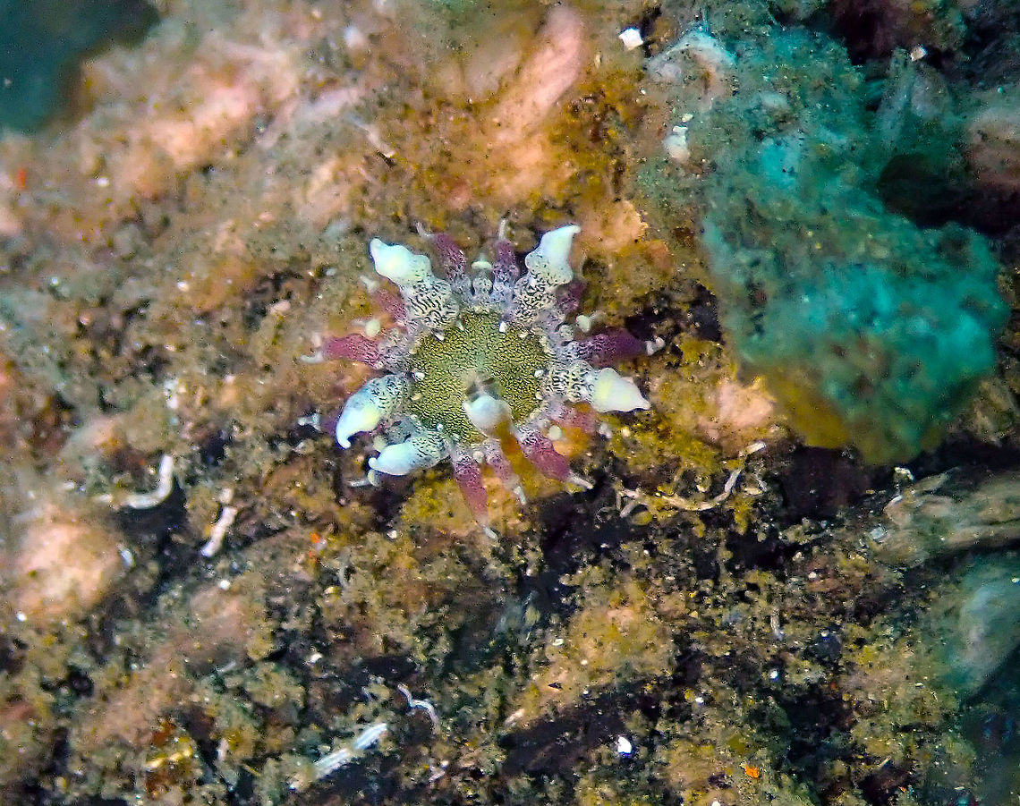 Baby Anemone (Heteractis aurora - tentative ID) Madidir III, Lembeh.<br />
In the same FB group ID Please (Marine Creature Identification), they told me this is most likely a very young anemone of H. aurora sp. Beaded sea anemone,Geotagged,Heteractis aurora,Indonesia,Spring