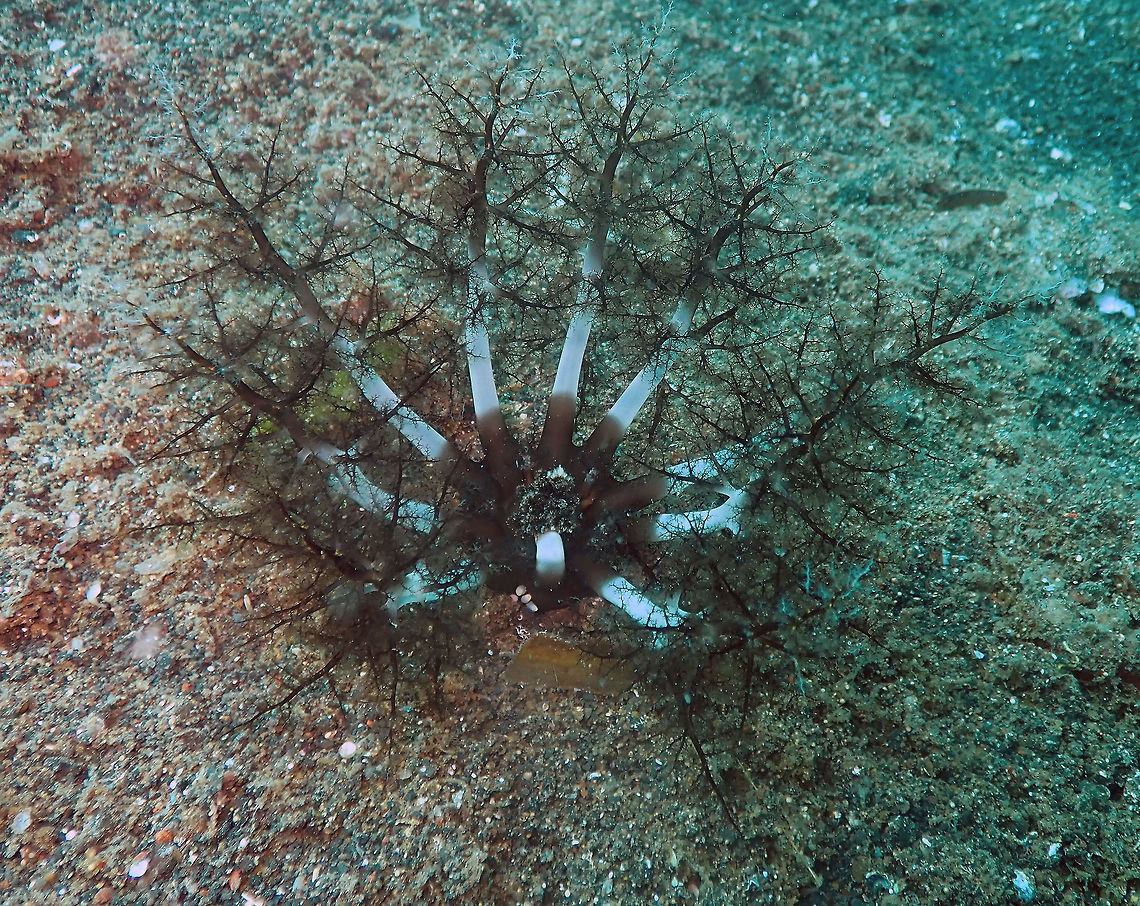 Massinium/Neothyonidium magnum﻿ Madidir III, Lembeh.<br />
I think this sea cucumber may be older than that of the previous posting as it is larger also.<br />
Another video of this one feeding:<br />
<section class="video"><iframe width="448" height="282" src="https://www.youtube-nocookie.com/embed/M42kxT4dMAs?hd=1&autoplay=0&rel=0" frameborder="0" allowfullscreen></iframe></section> Burrowing Sea Cucumber,Geotagged,Indonesia,Massinium magnum,Spring