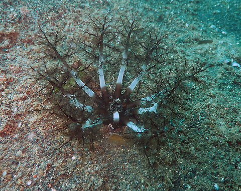 Massinium/Neothyonidium magnum﻿ Madidir III, Lembeh.
I think this sea cucumber may be older than that of the previous posting as it is larger also.
Another video of this one feeding:
https://youtu.be/M42kxT4dMAs Burrowing Sea Cucumber,Geotagged,Indonesia,Massinium magnum,Spring