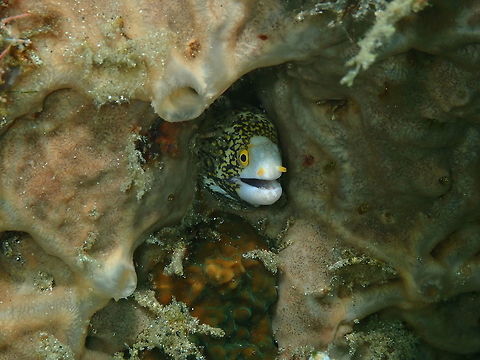 Just a smiley moray eel :-) Tanjung Lampy, Lembeh.
 Echidna nebulosa,Geotagged,Indonesia,Snowflake moray,Spring