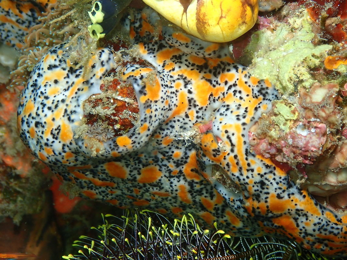 Just a pretty don't know what :-D Tanjung lampy, Lembeh.<br />
No good luck in the ID Please (Marine Creature Identification) from FB to narrow down the identity of this beauty. It seems to be an encrusting sponge but it could also be an ascidian colony....No idea yet! Geotagged,Indonesia,Lembeh,Spring