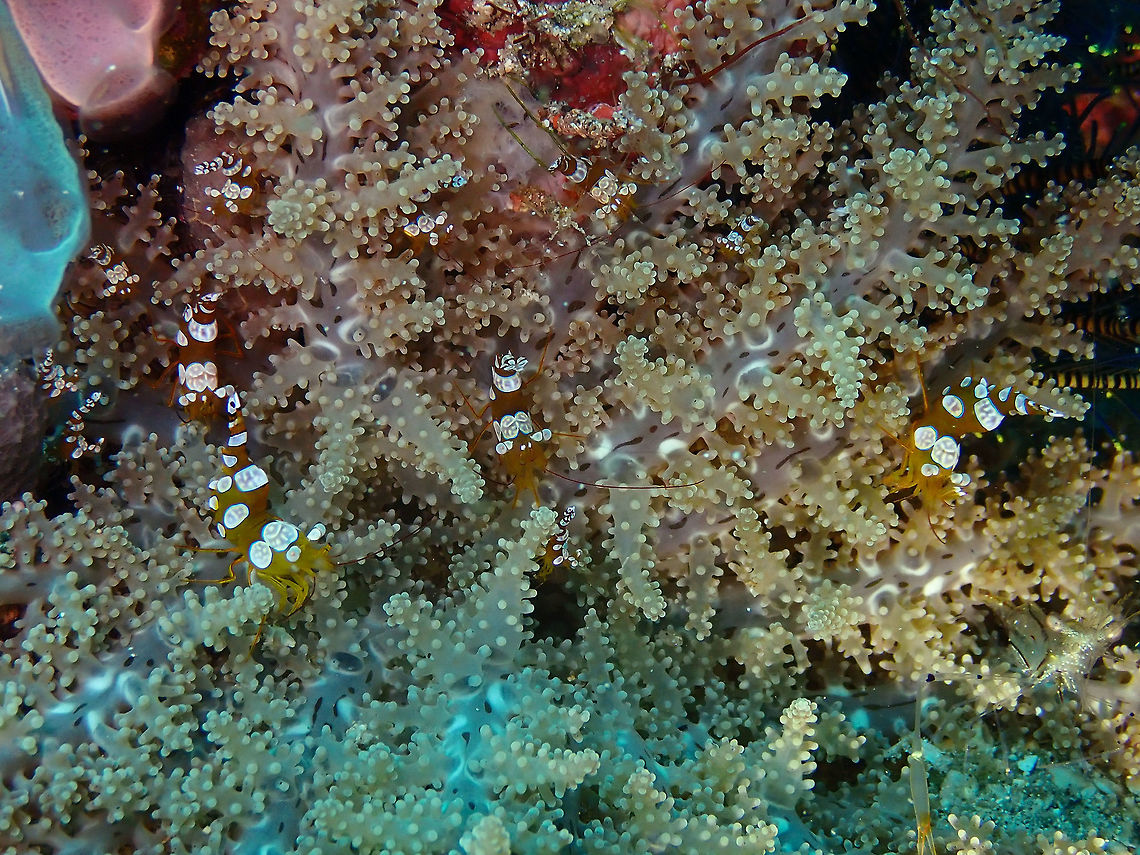 The ever merry bunch of sexy shrimps Tanjung lampy, Lembeh.<br />
Thor amboinensis, always cute to photograph :-) Geotagged,Indonesia,Sexy shrimp,Spring,Thor amboinensis