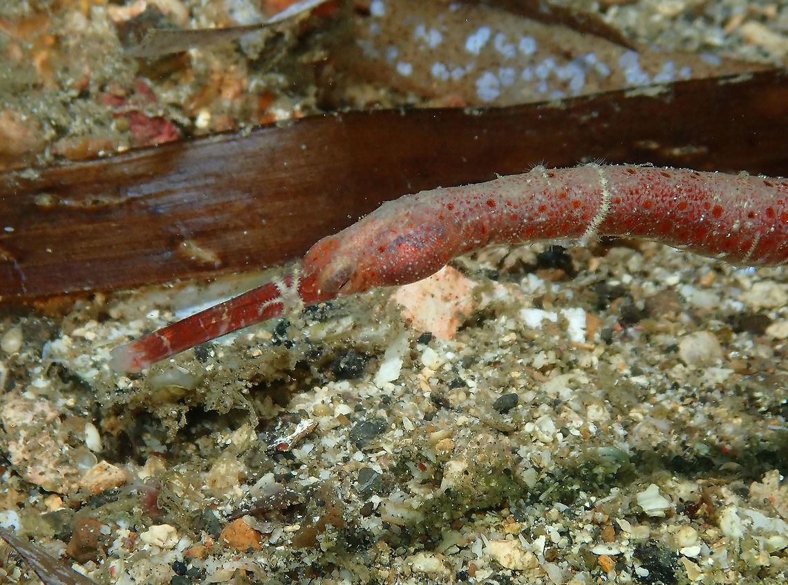 bentstick pipefish (Trachyrhamphus bicoarctatus) Batu Lubang Kecil, Lembeh.<br />
With a tiny sea star in its face and neck Bentstick pipefish,Geotagged,Indonesia,Spring,Trachyrhamphus bicoarctatus
