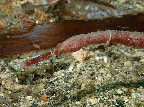 bentstick pipefish (Trachyrhamphus bicoarctatus) Batu Lubang Kecil, Lembeh.
With a tiny sea star in its face and neck Bentstick pipefish,Geotagged,Indonesia,Spring,Trachyrhamphus bicoarctatus