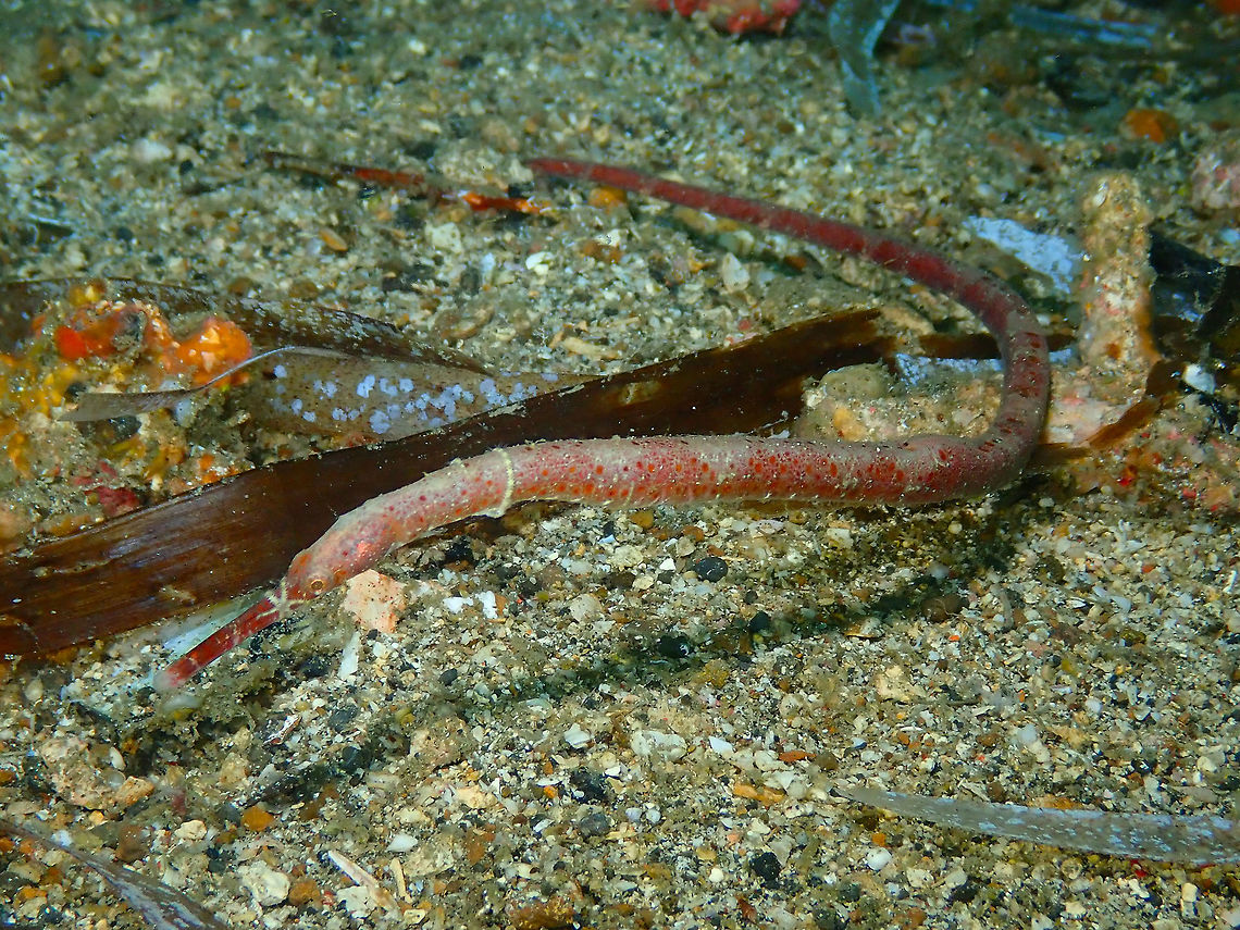 Bentstick pipefish (Trachyrhamphus bicoarctatus) Batu Lubang Kecil, Lembeh.<br />
This is the same animal as in previous post but full body view. Bentstick pipefish,Geotagged,Indonesia,Spring,Trachyrhamphus bicoarctatus