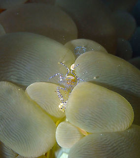 Ancylomenes venustus Batu Lubang Kecil, Lembeh. Ancylomenes venustus,Geotagged,Graceful anemone shrimp,Indonesia,Spring