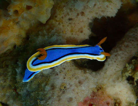 Chromodoris annae Batu Lubang Kecil, Lembeh. Anna's Chromodoris,Chromodoris annae,Geotagged,Indonesia,Spring