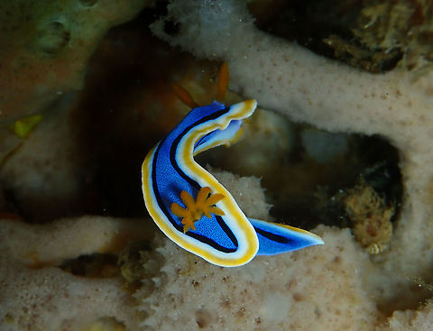 Chromodoris annae Batu Lubang Kecil, Lembeh. Anna's Chromodoris,Chromodoris annae,Geotagged,Indonesia,Spring