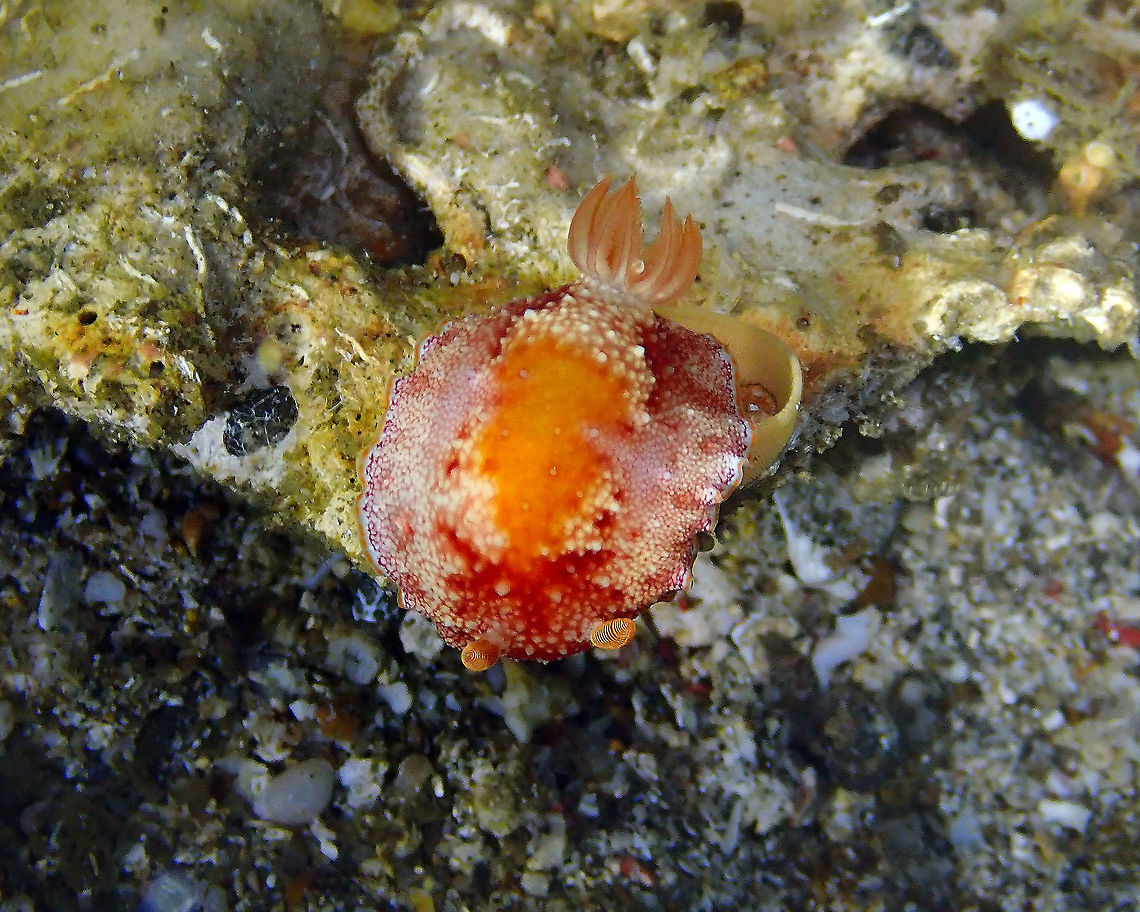 Goniobranchus tinctorius laying eggs Baut Lubang Kecil, Lembeh.<br />
It is laying a ribbon of yellow eggs. Geotagged,Goniobranchus tinctorius,Indonesia,Spring