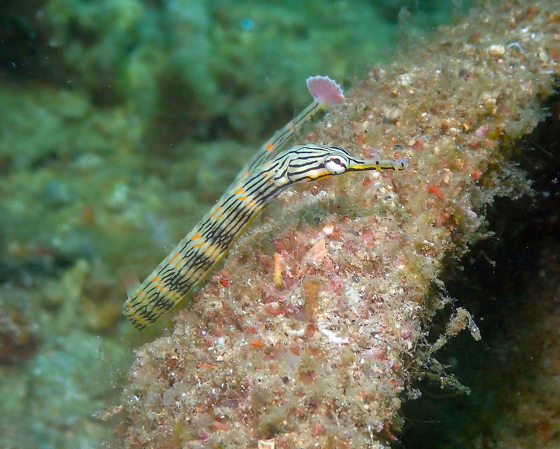 Corythoichthys haematopterus Batu Lubang Kecil, Lembeh. Corythoichthys haematopterus,Geotagged,Indonesia,Messmate pipefish,Spring