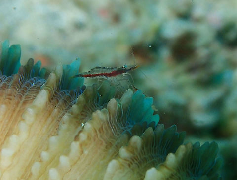 Palaemonella pottsi Tanjung Lampy, Lembeh. Geotagged,Indonesia,Palaemonella pottsi,Pott's Crinoid Shrimp,Spring