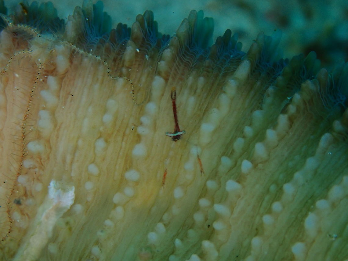 Palaemonella pottsi Tanjung Lampy, Lembeh. Geotagged,Indonesia,Palaemonella pottsi,Pott's Crinoid Shrimp,Spring