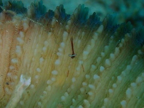 Palaemonella pottsi Tanjung Lampy, Lembeh. Geotagged,Indonesia,Palaemonella pottsi,Pott's Crinoid Shrimp,Spring