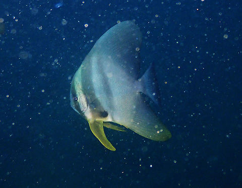 Teira batfish (Platax teira) - Adult Batu Lubang Kecil, Lembeh. Geotagged,Indonesia,Platax teira,Spring,Teira batfish