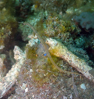 Corythoichthys ocellatus Batu Lubang Kecil, Lembeh. Corythoichthys ocellatus,Geotagged,Indonesia,Ocellated pipefish,Spring