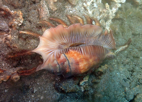 Millipede spider conch (Lambis millepeda) Batu Lubang Kecil, Lembeh. Geotagged,Indonesia,Lambis millepeda,Spring