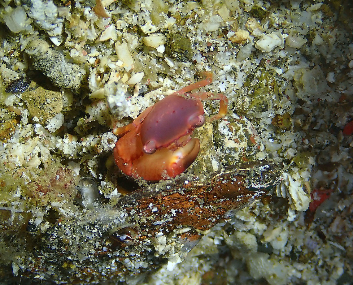 Red Coral Crab (Trapezia cymodoce) Batu Lubang Kecil, Lembeh.<br />
I think it is missing one arm... Geotagged,Indonesia,Red Coral Crab,Spring,Trapezia cymodoce