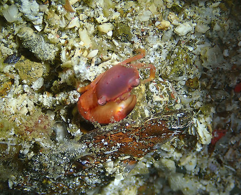 Red Coral Crab (Trapezia cymodoce) Batu Lubang Kecil, Lembeh.
I think it is missing one arm... Geotagged,Indonesia,Red Coral Crab,Spring,Trapezia cymodoce