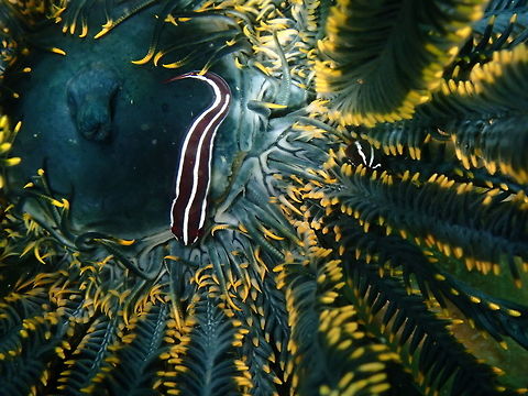 Discotrema crinophilum Batu Lubang Kecil, Lembeh. Clingfish,Crinoid clingfish,Discotrema crinophilum,Geotagged,Indonesia,Spring