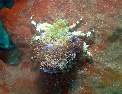 Cyclocoeloma tuberculata Batu Lubang kecil, Lembeh. Cyclocoeloma tuberculata,Geotagged,Indonesia,Spring