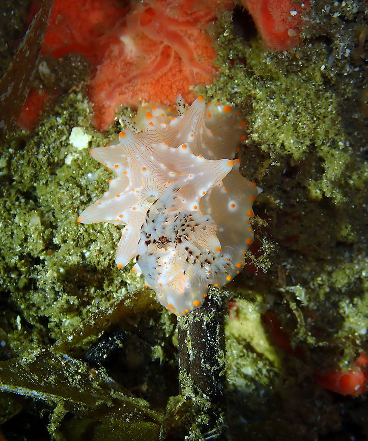 Halgerda batangas Batu Lubang Kecil, Lembeh. Batangas Halgerda,Geotagged,Halgerda batangas,Indonesia,Spring