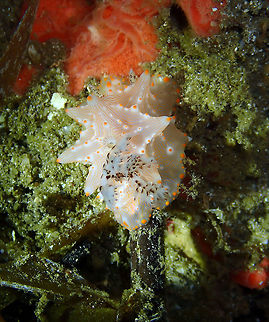 Halgerda batangas Batu Lubang Kecil, Lembeh. Batangas Halgerda,Geotagged,Halgerda batangas,Indonesia,Spring
