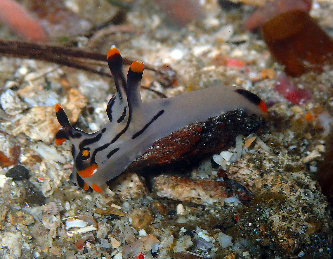 Thecacera picta Batu Lubang Kecil, Lembeh. Geotagged,Indonesia,Spring,Thecacera picta