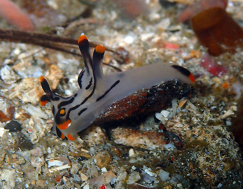 Thecacera picta Batu Lubang Kecil, Lembeh. Geotagged,Indonesia,Spring,Thecacera picta