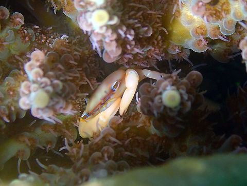 Tetralia rubridactyla in Acropra millepora Batu Lubang Kecil, Lembeh. Geotagged,Indonesia,Red-Fingered Coral Crab,Spring,Tetralia rubridactyla